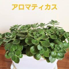 アロマティカス