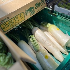 函館育ち大根入荷しました！✨