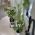 ランキングキーワードに紐づく投稿画像-観葉植物