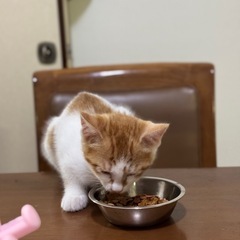 0才・子猫用ウエットフードください