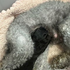 ご家族様予約あり。✨プードルシルバー女の子✨ - 糸島市