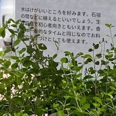 クリーピングタイム（ハーブ）の画像