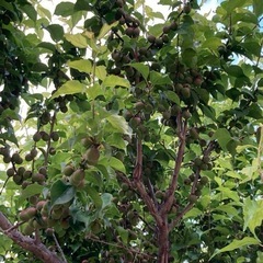 甲州小梅 20キロ