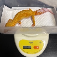 ヒョウモントカゲモドキ　レオパ　現在82g