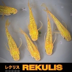 金✨ピカ💐お話し中＊REKULIS有精卵【１５個 】+生餌爆殖💥...