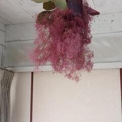 けむりの木の画像