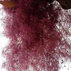 けむりの木の画像
