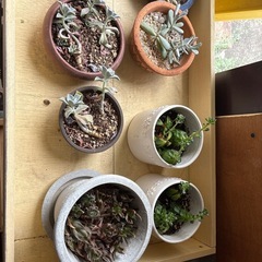 植物