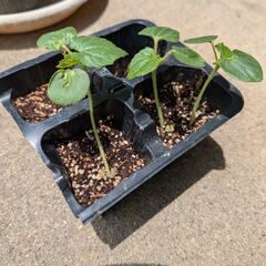 植え時！元気なオクラの苗　残り2本