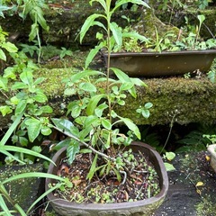 植木