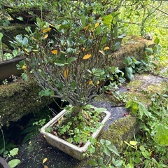 植木