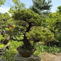 植木