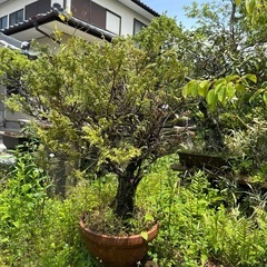 植木