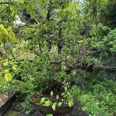 植木