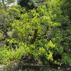 植木