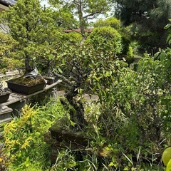 植木