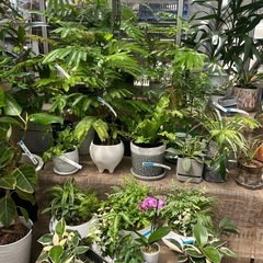 植木市PLANTS MARKET - 江東区