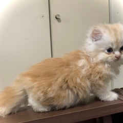 短足ミヌエット✨ブリーダー直販プライスでお迎えできます✨