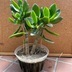 ランキングキーワードに紐づく投稿画像-多肉植物