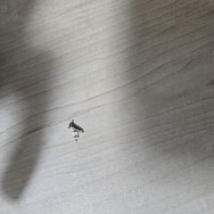 処分予定 ノンフライヤー ジャンク品の画像