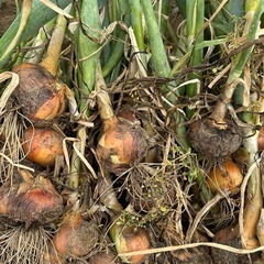 新玉ねぎ　茨城県産　国産　5キロ