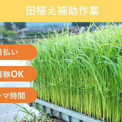 ＼日払い・1日OK！／急募！田植え補助作業！