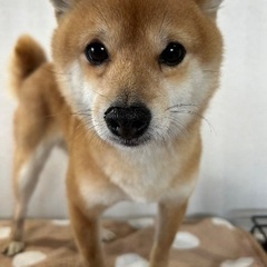 豆柴4歳の女の子🐶