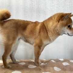 豆柴4歳の女の子🐶 - 犬