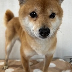 豆柴4歳の女の子🐶 - 高崎市