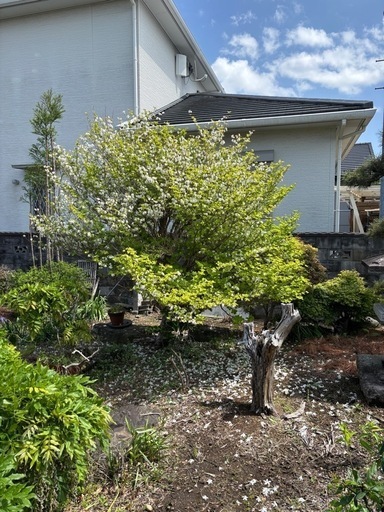 シロヤシオツツジ　　植栽込み