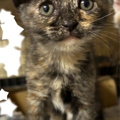 🌸🐈サビ猫ちゃん🐈🌸