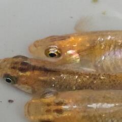 めだか【メダカ】MARIMOYA関東様血統コブラ松井ヒレ長ヒカリ体型3ペアの画像