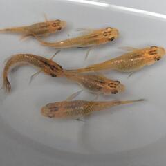めだか【メダカ】MARIMOYA関東様血統コブラ松井ヒレ長ヒカリ体型3ペアの画像
