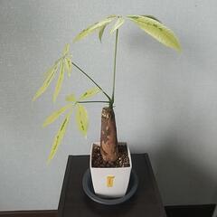 パキラ　ムーンライト　①
