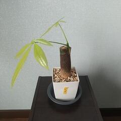 パキラ　ムーンライト　②
