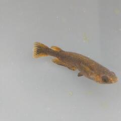 めだか【メダカ】星田めだか様血統五式タイプR　2ペア+♂1の画像