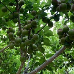 甲州小梅 15キロ