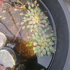 水草 ウォーターダイヤ 1株