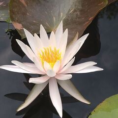 メダカ　ビオトープ　スイレンの画像