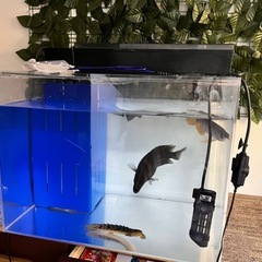 水槽　アクリル　フルセット　熱帯魚　アロワナ　ダトニオ