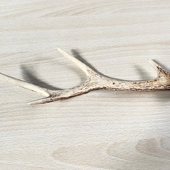 鹿ツノ