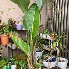 オーガスタ　植物　苗