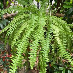 ネフロレピス・ボストンファーン（ボストンタマシダ）観葉植物の画像