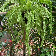 ネフロレピス・ボストンファーン（ボストンタマシダ）観葉植物の画像
