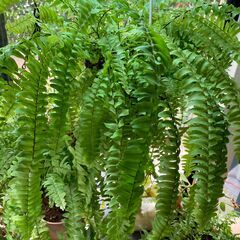 ネフロレピス・ボストンファーン（ボストンタマシダ）観葉植物