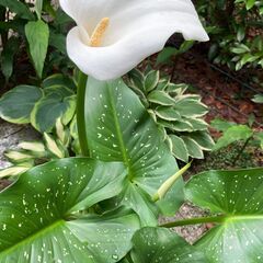 シラホシカラー（シラホシカイウ ）観葉植物、鉢植えの花