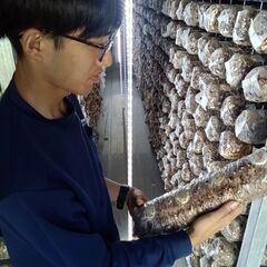 農業/林業/漁業 フリーター歓迎！！ しいたけの菌床栽培