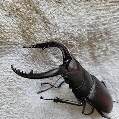 ノコギリクワガタ ワイルド