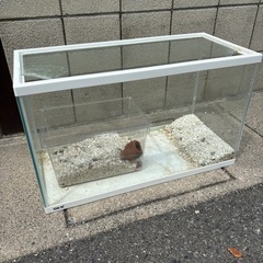 GEX水槽