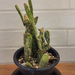 🔴斑入りウチワサボテン　プラ鉢